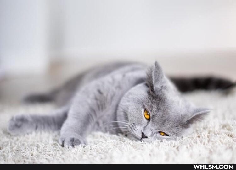 cat, funny, pets