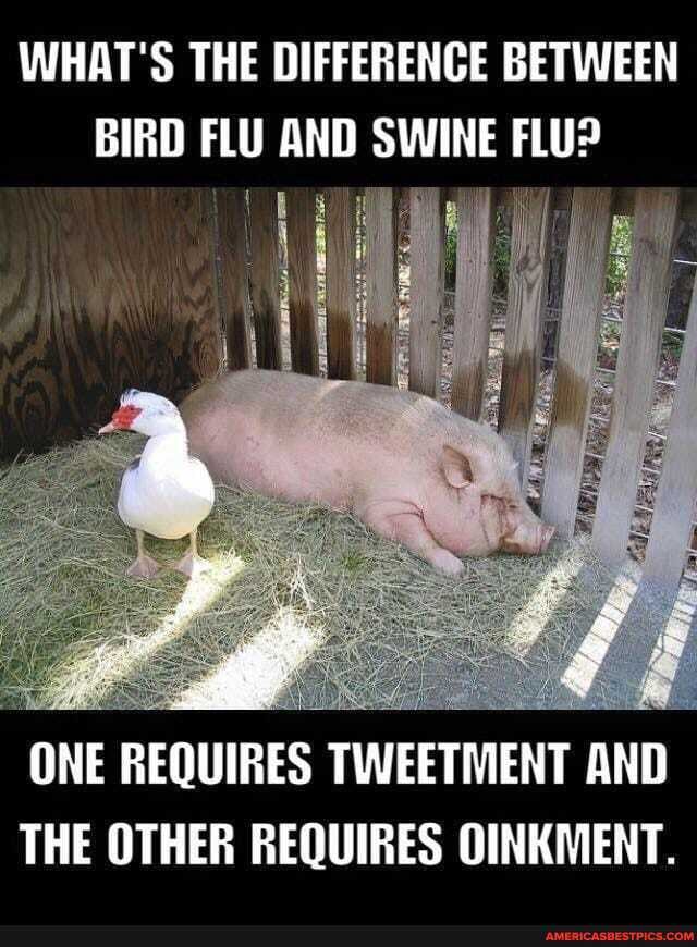 WHAT'S THE DIFFERENCE BETWEEN
BIRD FLU AND SWINE FLU?
ONE REQUIRES TWEETMENT AND THE OTHER REQUIRES OINKMENT.