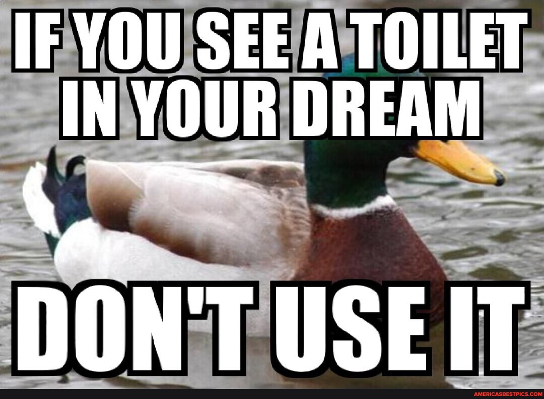 IF YOU SEE A TOILET IN YOUR DREAM DON T USE IT America’s best pics