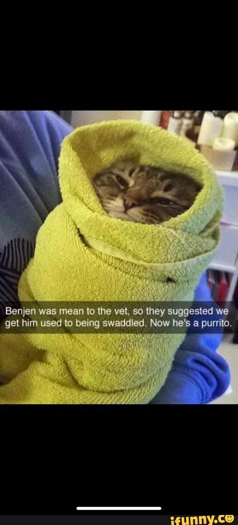 Purrito memes. Best Collection of funny Purrito pictures on iFunny