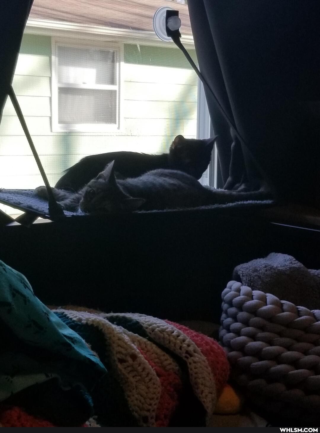 cat, aww, kittens