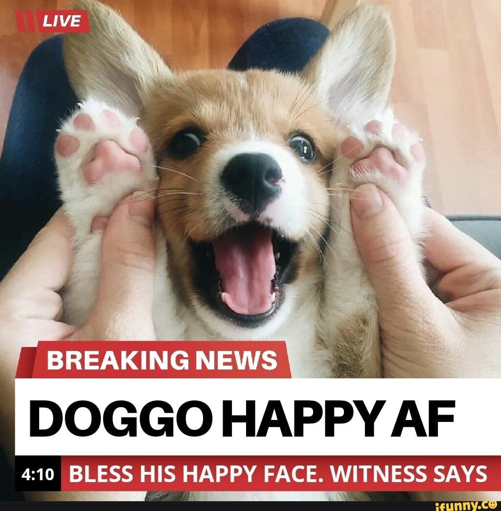 BREAKING NEWS
DOGGO HAPPY AF
BLESS HIS HAPPY FACE. WITNESS SAYS
