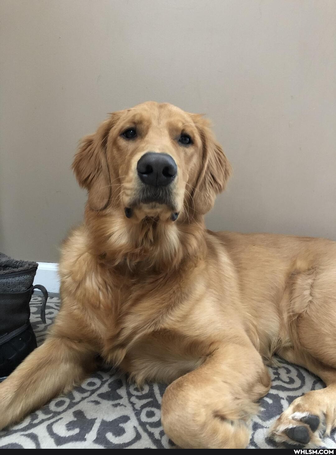 doggo, dog, aww, golden_retriever