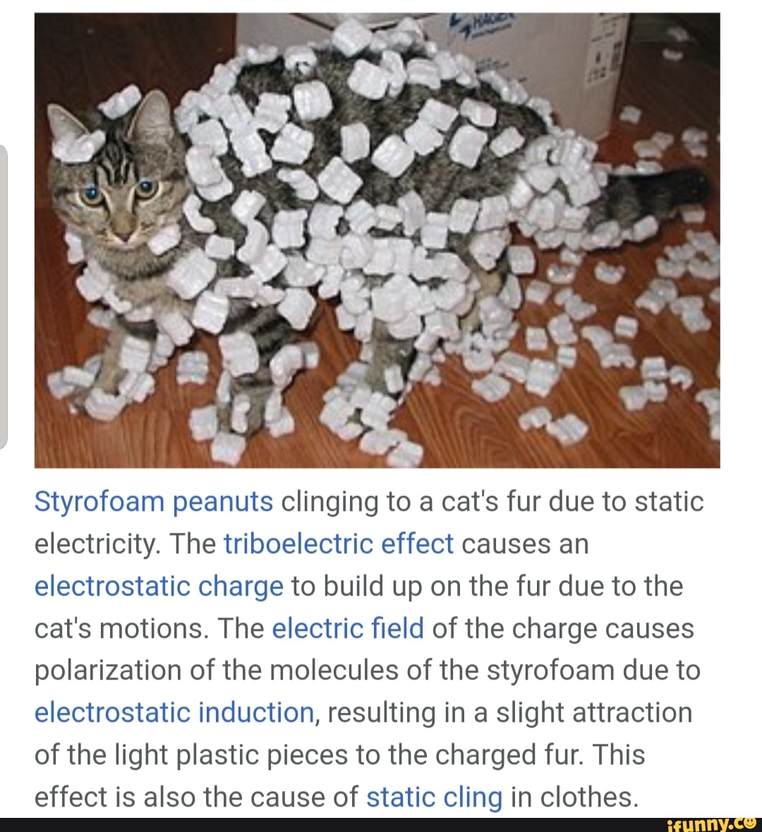 Styrofoam peanuts clinging to a cat's fur due to static electricity