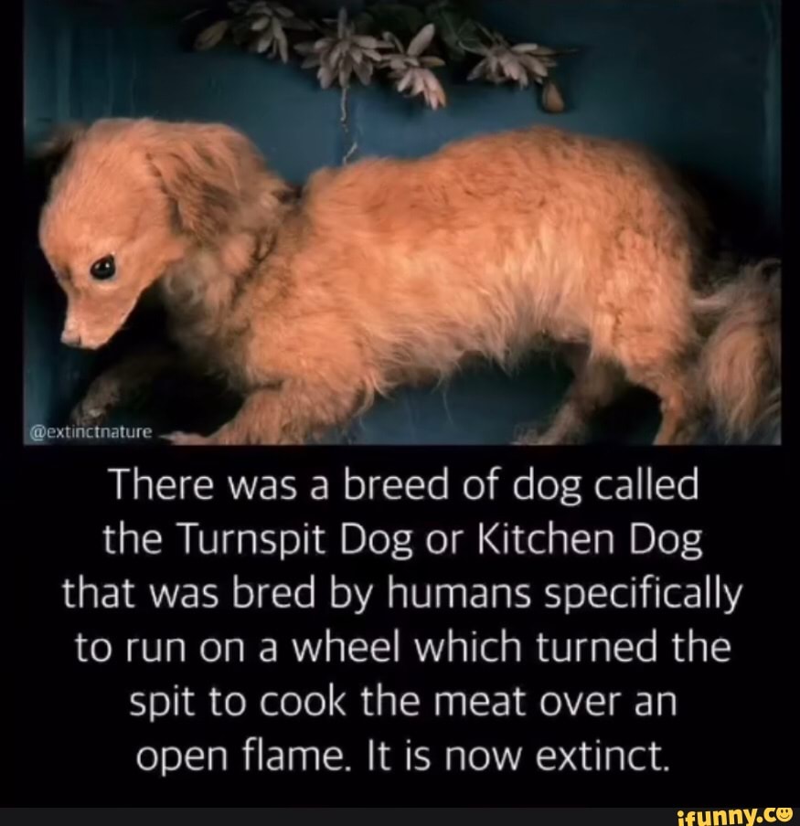 Extinctnature There Was A Breed Of Dog Called The Turnspit Dog Or Kitchen Dog That Was