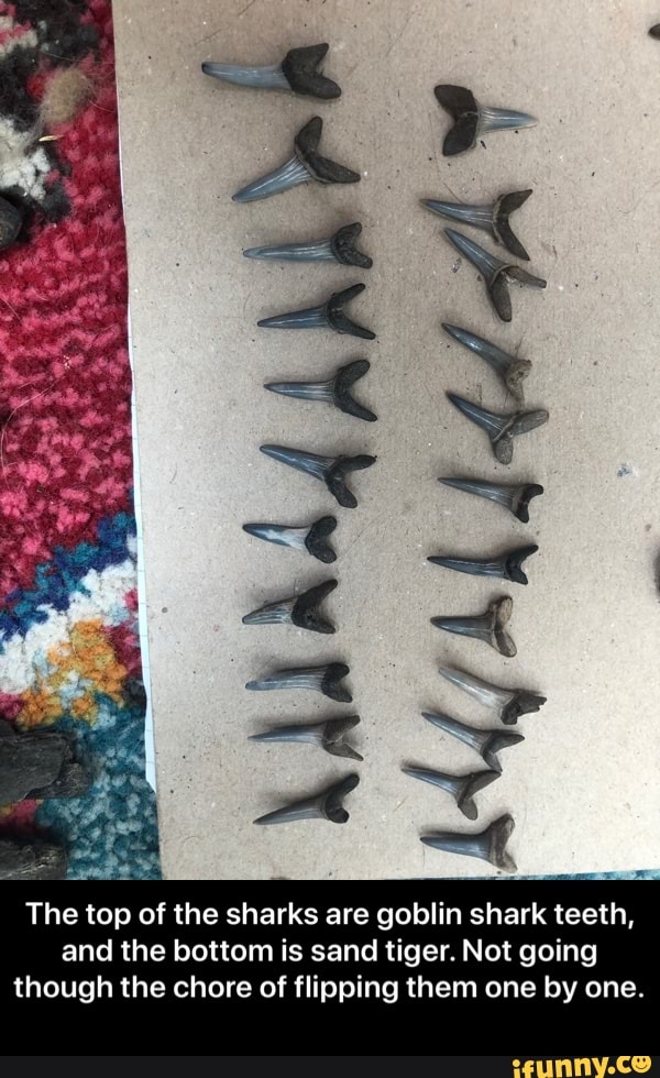 The top of the sharks are goblin shark teeth, and the bottom is sand