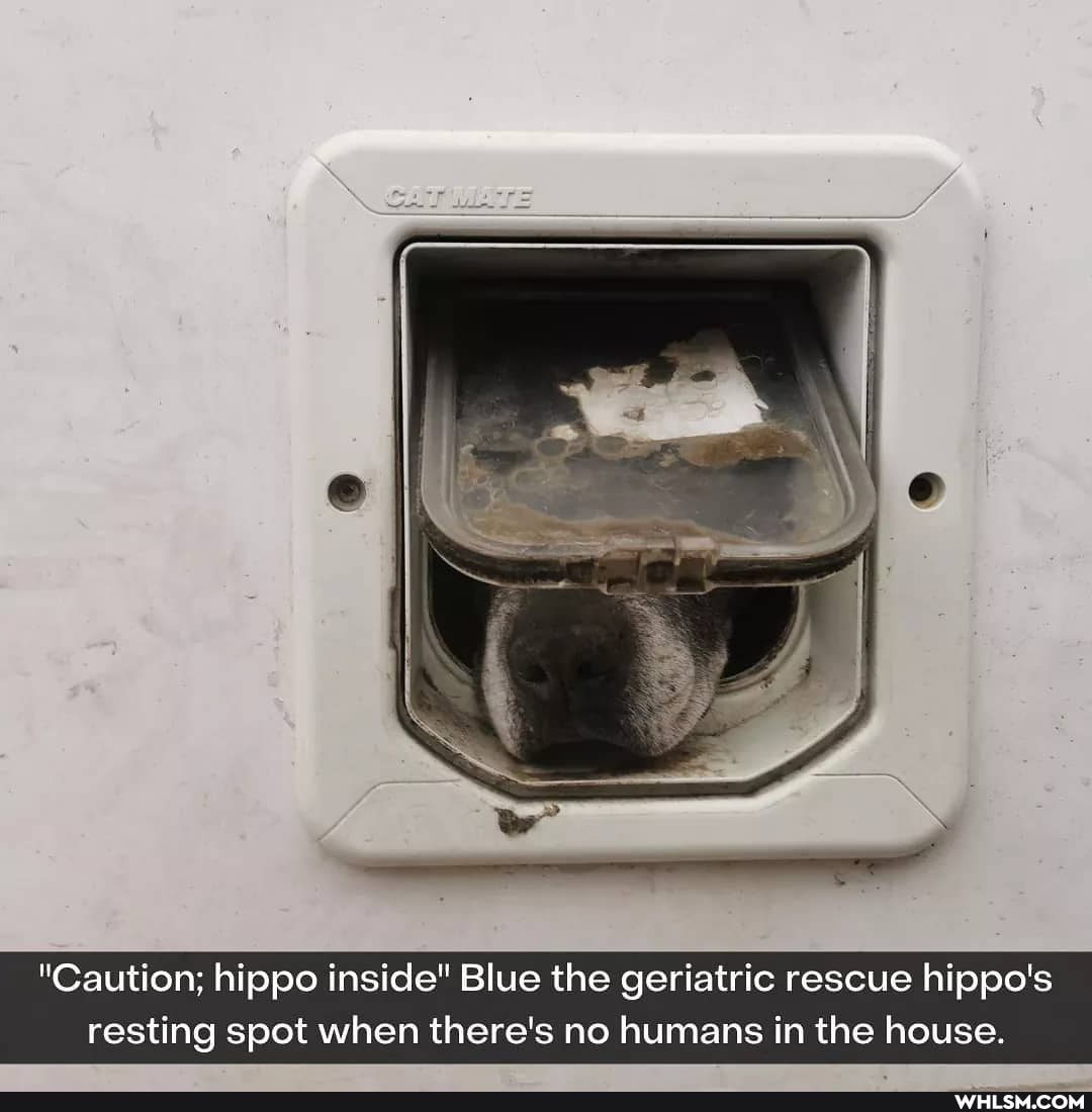 "Caution; hippo inside" Blue the geriatric rescue hippo's resting spot when there's no humans in the house.
