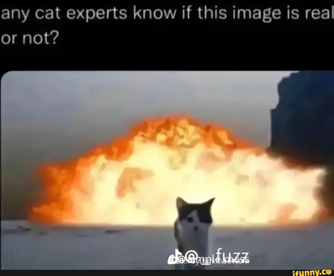 Мем кот взрывается. Котик на фоне взрыва. Ядерный кот. Мем кот взрывается. Мем кот взрывается.