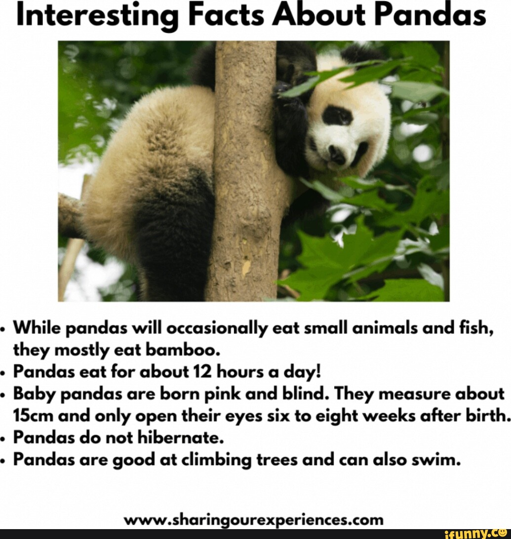 Interesting Facts About Pandas While Pandas Will Occasionally Eat Small Interesting Facts About Pandas While Pandas Will Occasionally Eat Small