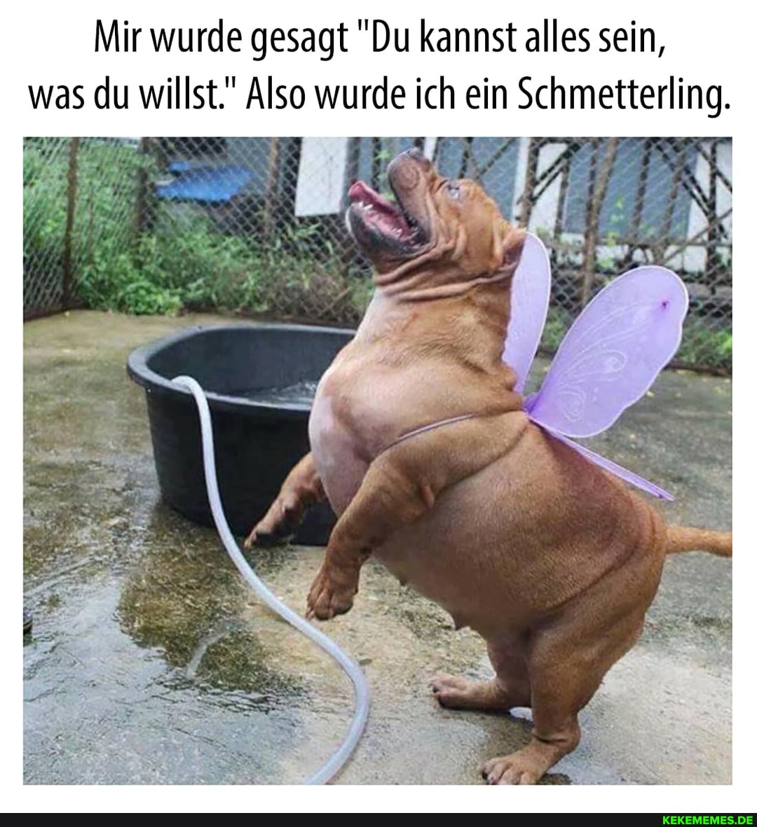 Mir wurde gesagt "Du kannst alles sein, was du willst." Also wurde ich ein Schmetterling.