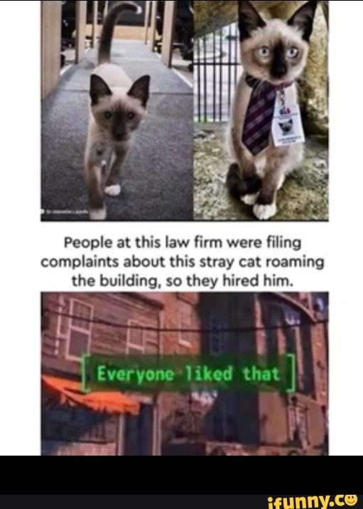 People at this law firm were filing complaints about this stray cat roaming the building, so they hired him.
yore -