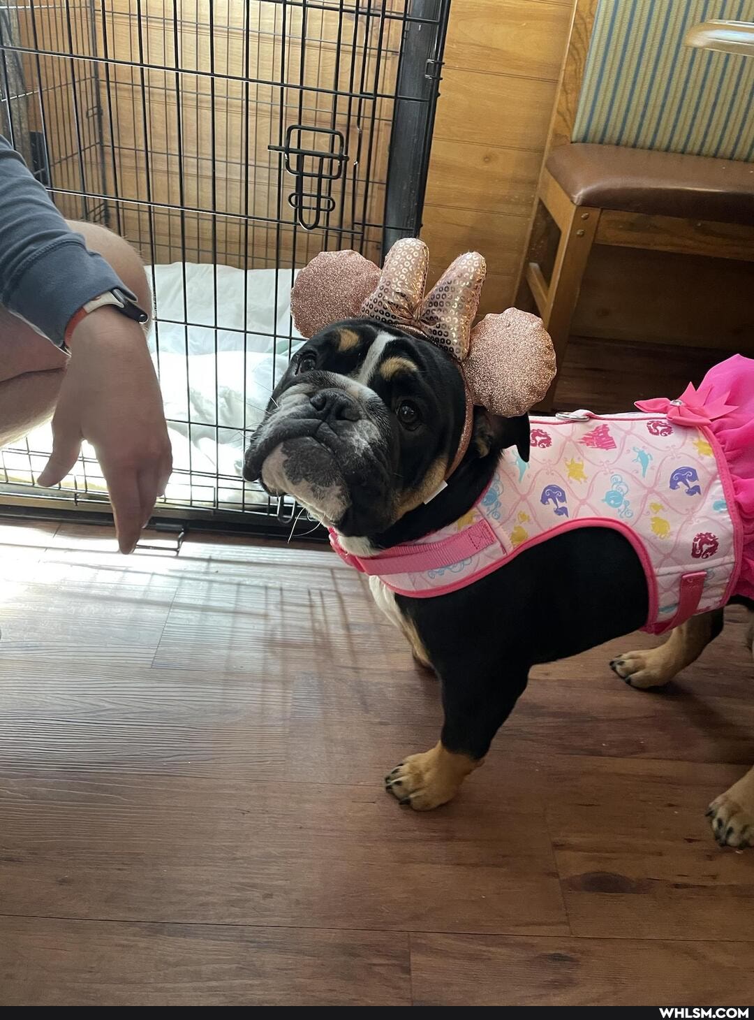 pets, bulldog, puppy