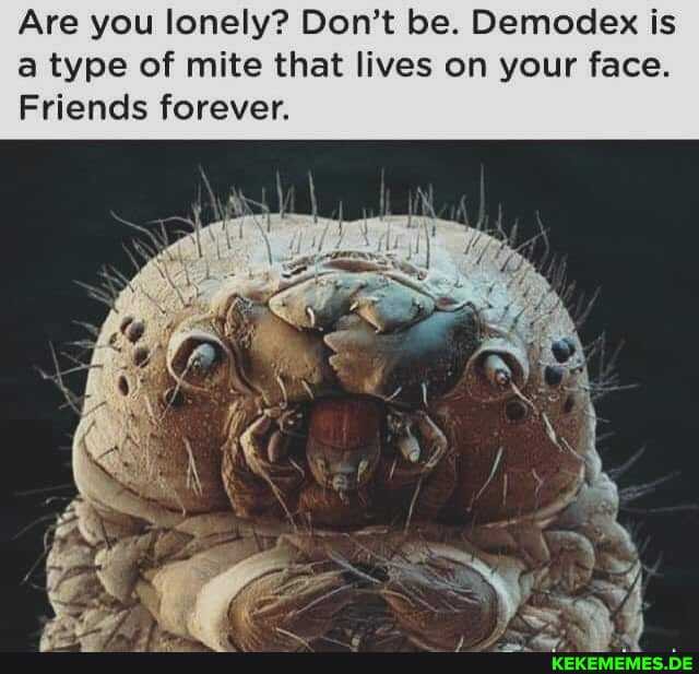 Are you lonely? Don't be. Demodex is a type of mite that lives on your face.
Friends forever.