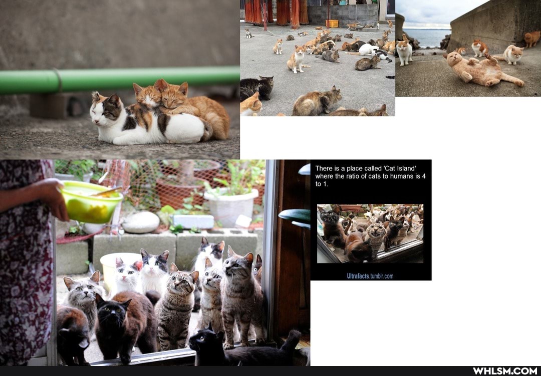 There is a place called 'Cat Island' where the ratio of cats to humans is 4
Ultrafacts.tu