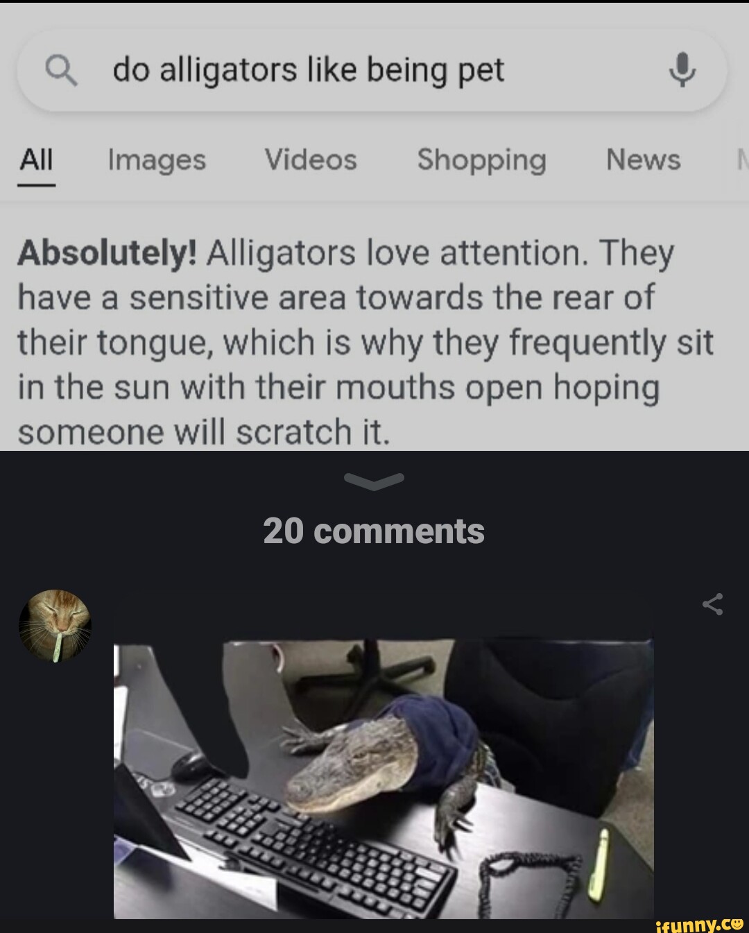 Do alligators like being pet All Images Videos Shopping News Absolutely