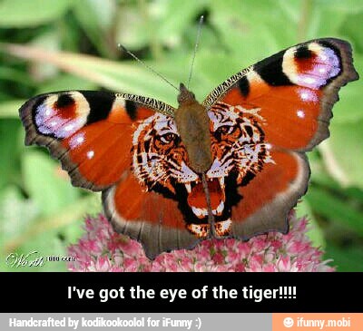 I've got the eye of the tiger!!! - I've got the eye of the tiger!!!!