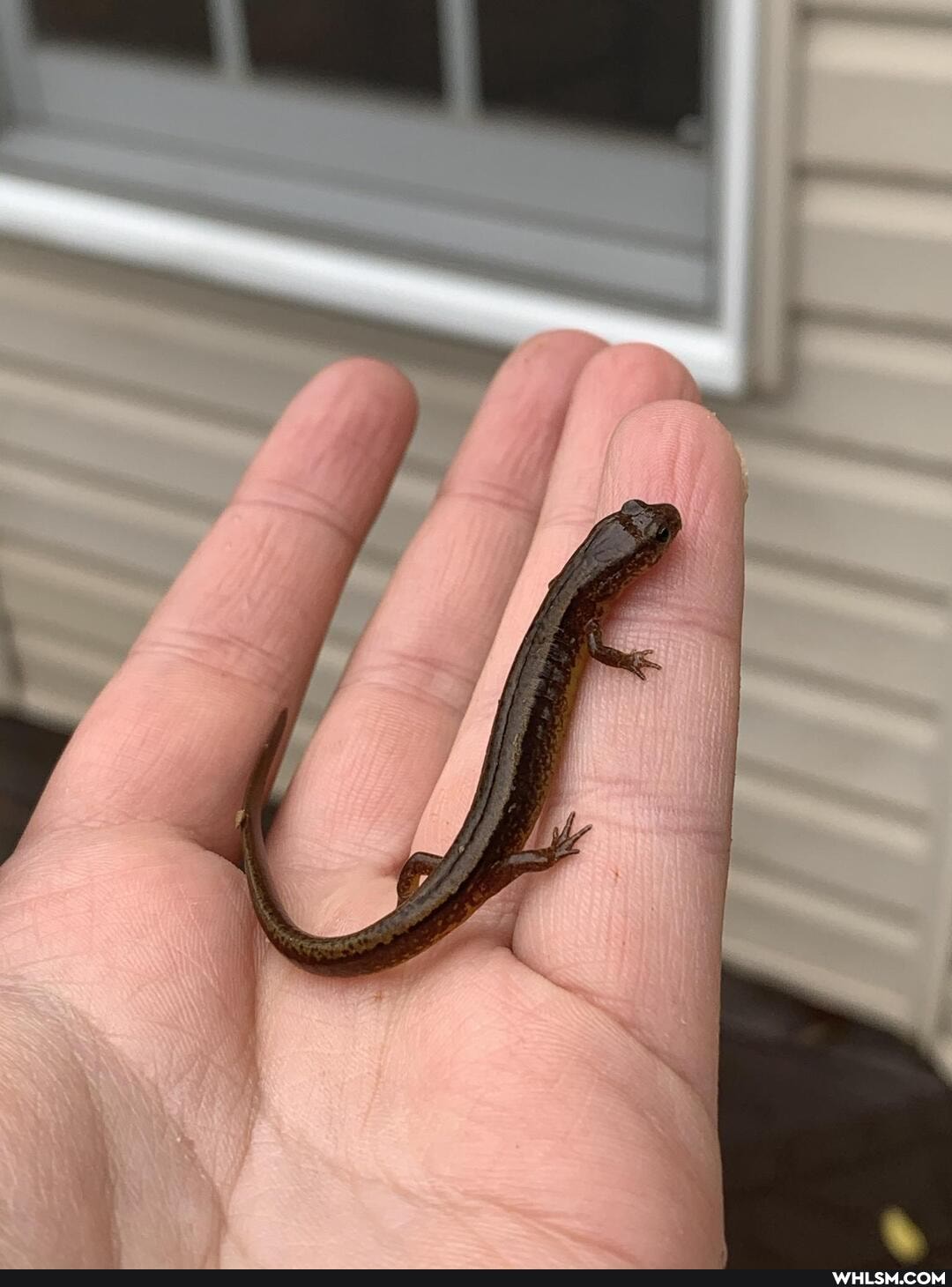 mildly_interesting, salamander, adorable, cutie, baby_animals