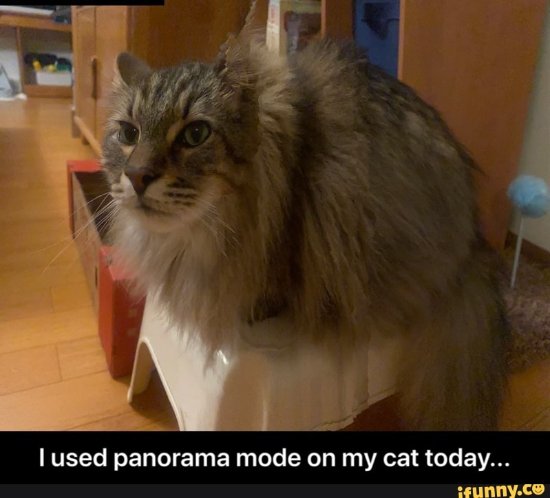 used panorama mode on my cat today... - I used panorama mode on my cat today...