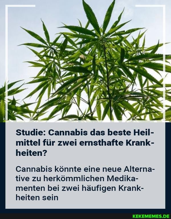 Studie: Cannabis das beste Heil- mittel für zwei ernsthafte Krank- heften?
Cannabis könnte eine neue Alterna- tive zu herkömmlichen Medika- menten bei zwei häufigen Krank- heiten sein