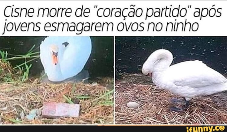 Cisne morre de "coração partido" após
jovens esmagarem ovos no ninho
q