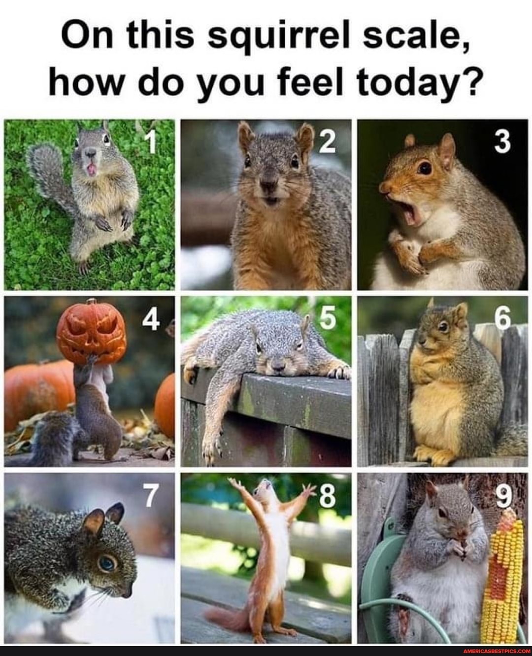 On this squirrel scale, how do you feel today?