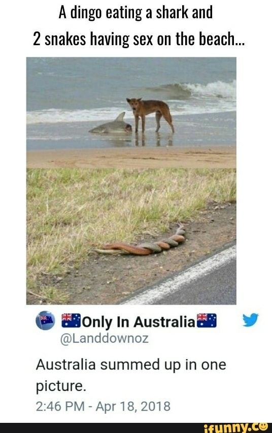 dingo eating shark and 2 snakes having sex on the beach... . .0nly In Australian ' ©Landdownoz Australia summed in one picture. 2:46 PM - Apr18, 2018 - )