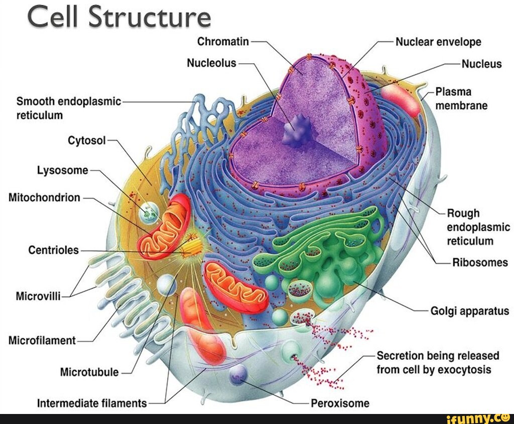 Centrioles memes. Best Collection of funny Centrioles pictures on iFunny