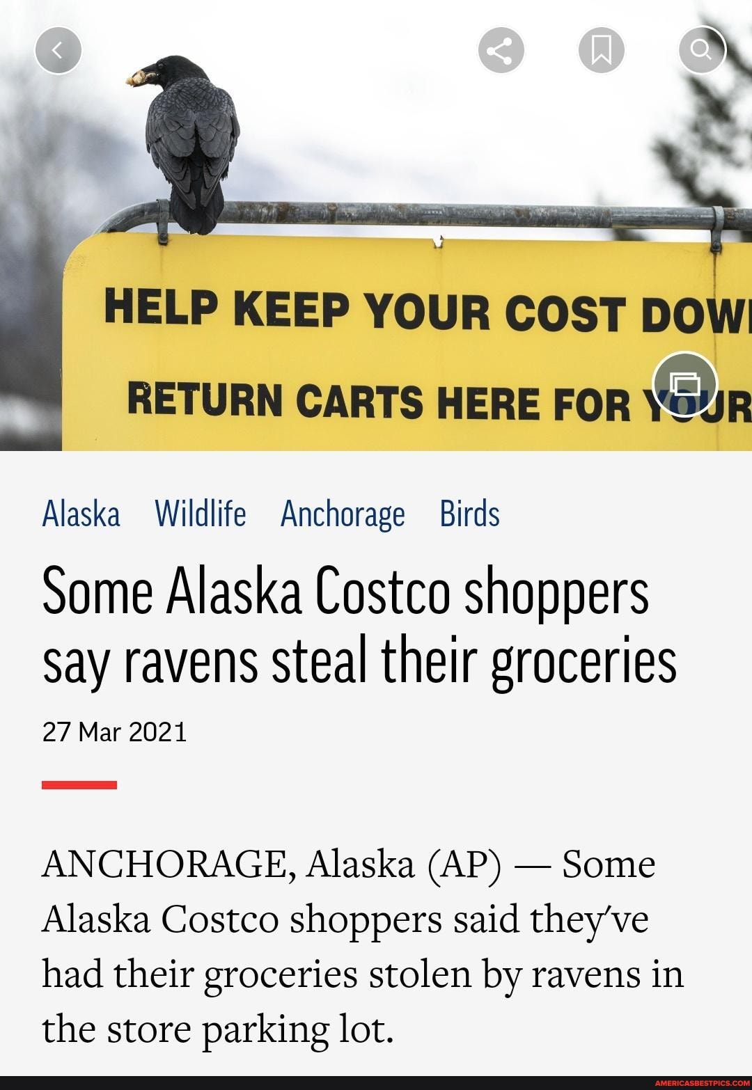 HELP KEEP YOUR COST DOW RETURN CARTS HERE FOR \ouR
Alaska Wildlife Anchorage Birds
Some Alaska Costco shoppers
Say ravens steal their groceries
27 Mar 2021
ANCHORAGE, Alaska (AP) - Some
Alaska Costco shoppers said they've had their groceries stolen by ravens in the store parking lot.
