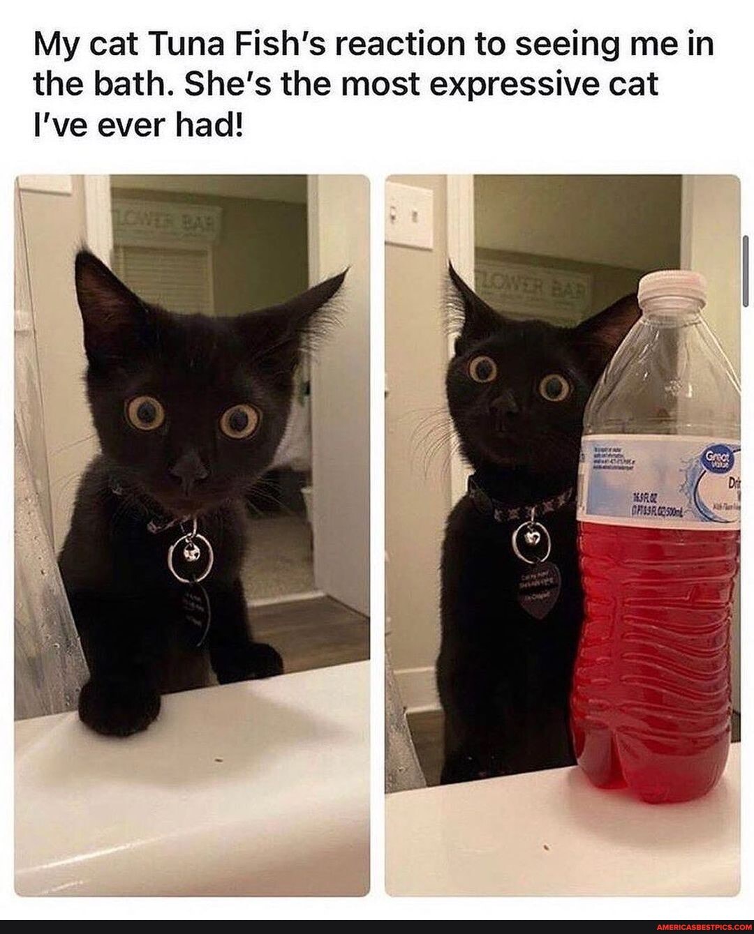My cat Tuna Fish's reaction to seeing me in the bath. She's the most expressive cat
I've ever had!