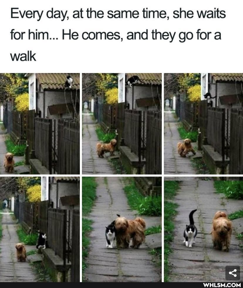 Every day, at the same time, she waits for him... He comes, and they go fora walk