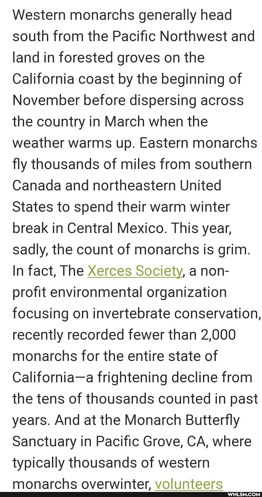 Western monarchs generally head south from the Pacific Northwest and land in forested groves on the
California coast by the beginning of
November before dispersing across the country in March when the weather warms up. Eastern monarchs fly thousands of miles from southern
Canada and northeastern United
States to spend their warm winter break in Central Mexico. This year, sadly, the count of monarchs is grim.
In fact, The Xerces Society, a non- profit environmental organization focusing on invertebrate conservation, recently recorded fewer than 2,000 monarchs for the entire state of
California-a frightening decline from the tens of thousands counted in past years. And at the Monarch Butterfly
Sanctuary in Pacific Grove, CA, where typically thousands of western
MMMonarche ovarwinter voliintoerc