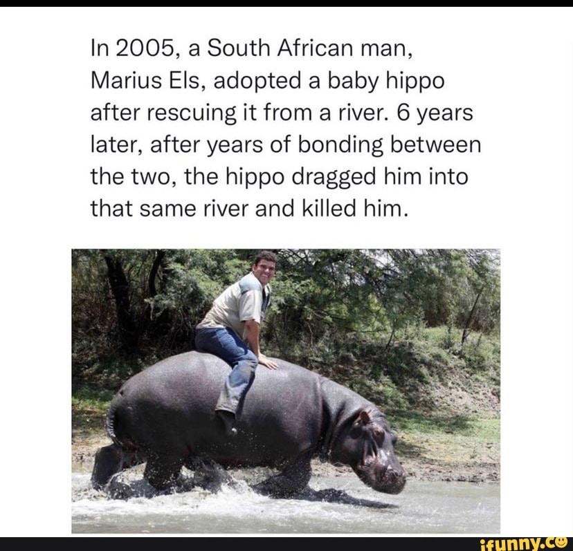 In 2005, a South African man, Marius Els, adopted a baby hippo after ...