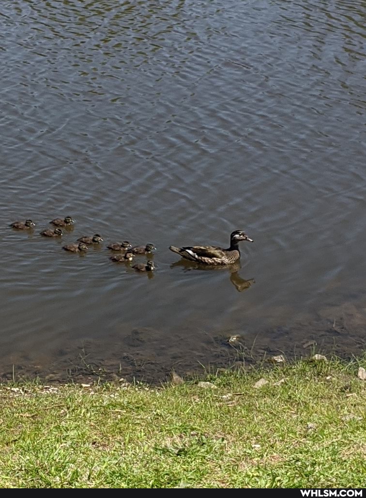 baby_animals, duck