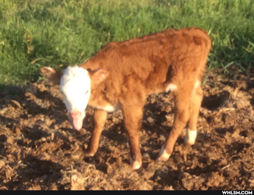 new, baby, thinks, gene, simmons