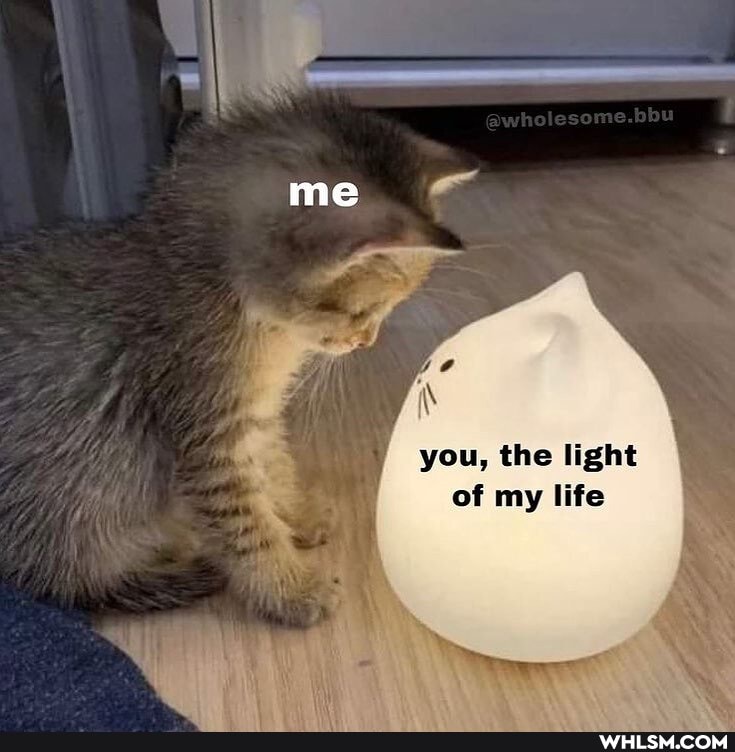 wholesome.bbu
you, the light of my life