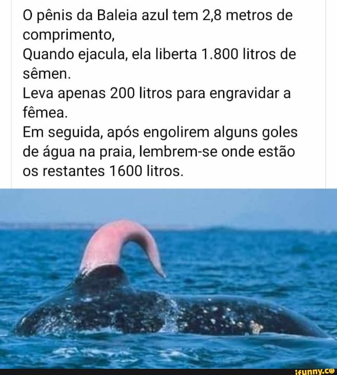 O Pênis Da Baleia Azul Tem 28 Metros De Comprimento Quando Ejacula Ela Liberta 1800 Litros