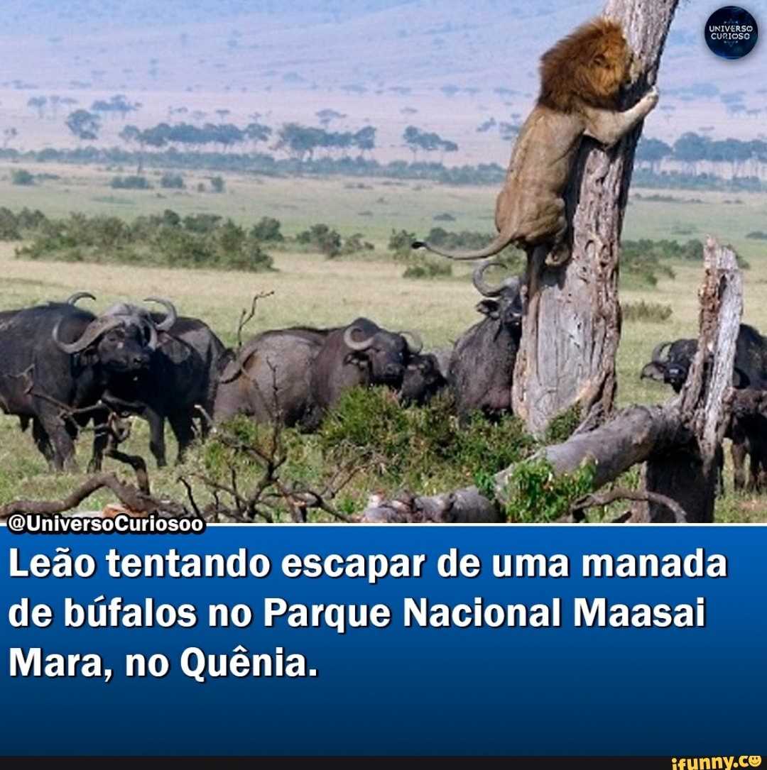 OUniversoCuriosoo
Leão tentando escapar de uma manada de búfalos no Parque Nacional Maasai
Mara, no Quênia.