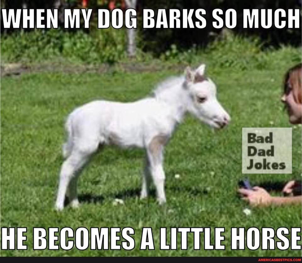 WHEN MY DOG BARKS SO MUCH
Dad
HE BECOMES ALITTLE HORSE