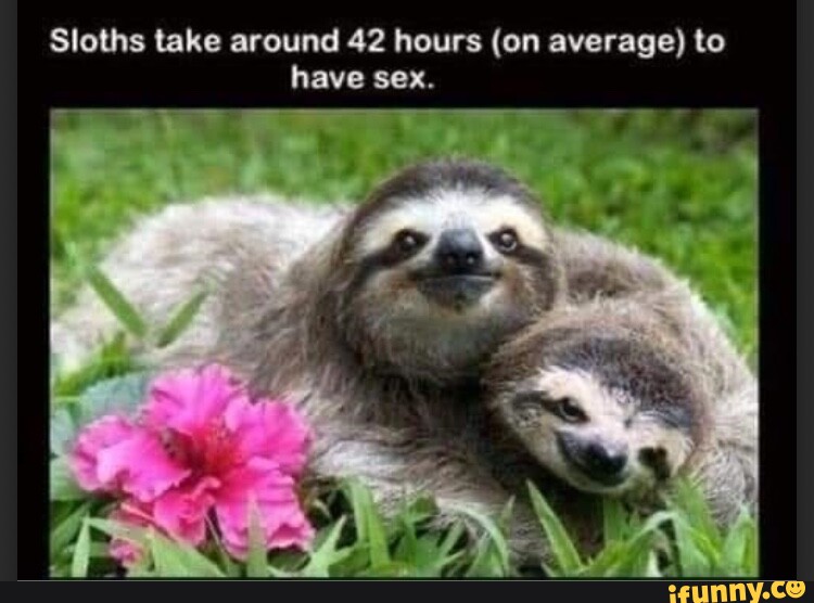 Sloths Memes Best Collection Of Funny Sloths Pictures On Ifunny 9782