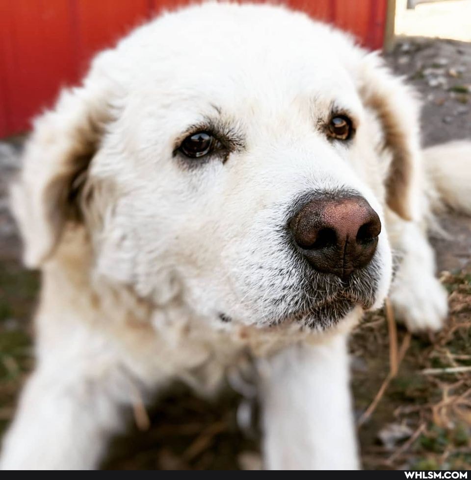 dog, aww, adorable