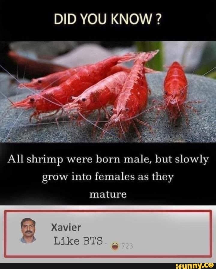 DID YOU KNOW ?
All shrimp were born male, but slowly grow into females as they
mature
Xavier
Like BY'S.