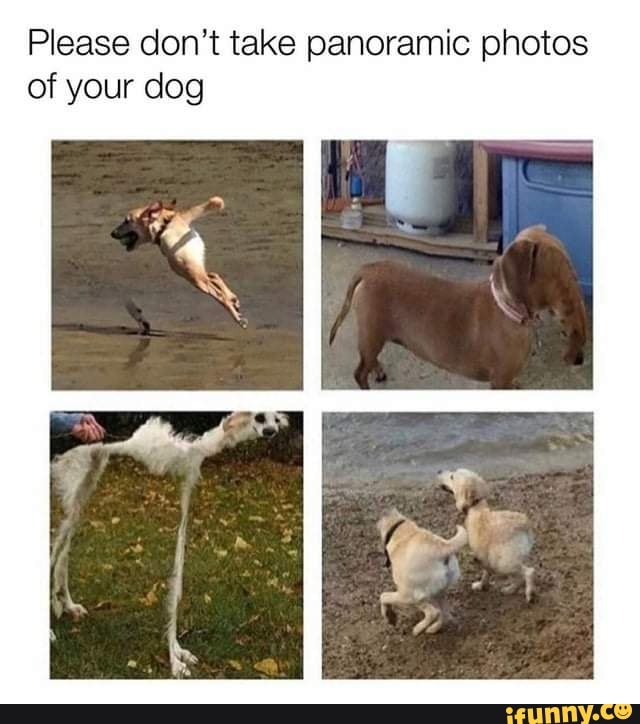 Please don't take panoramic photos of your dog
sa ll