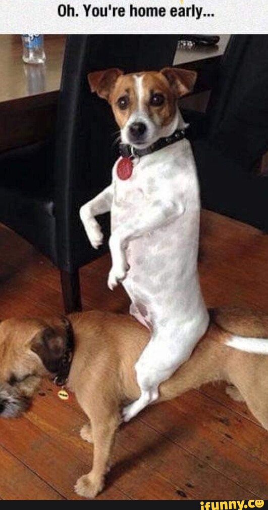 собака сидит на ногах