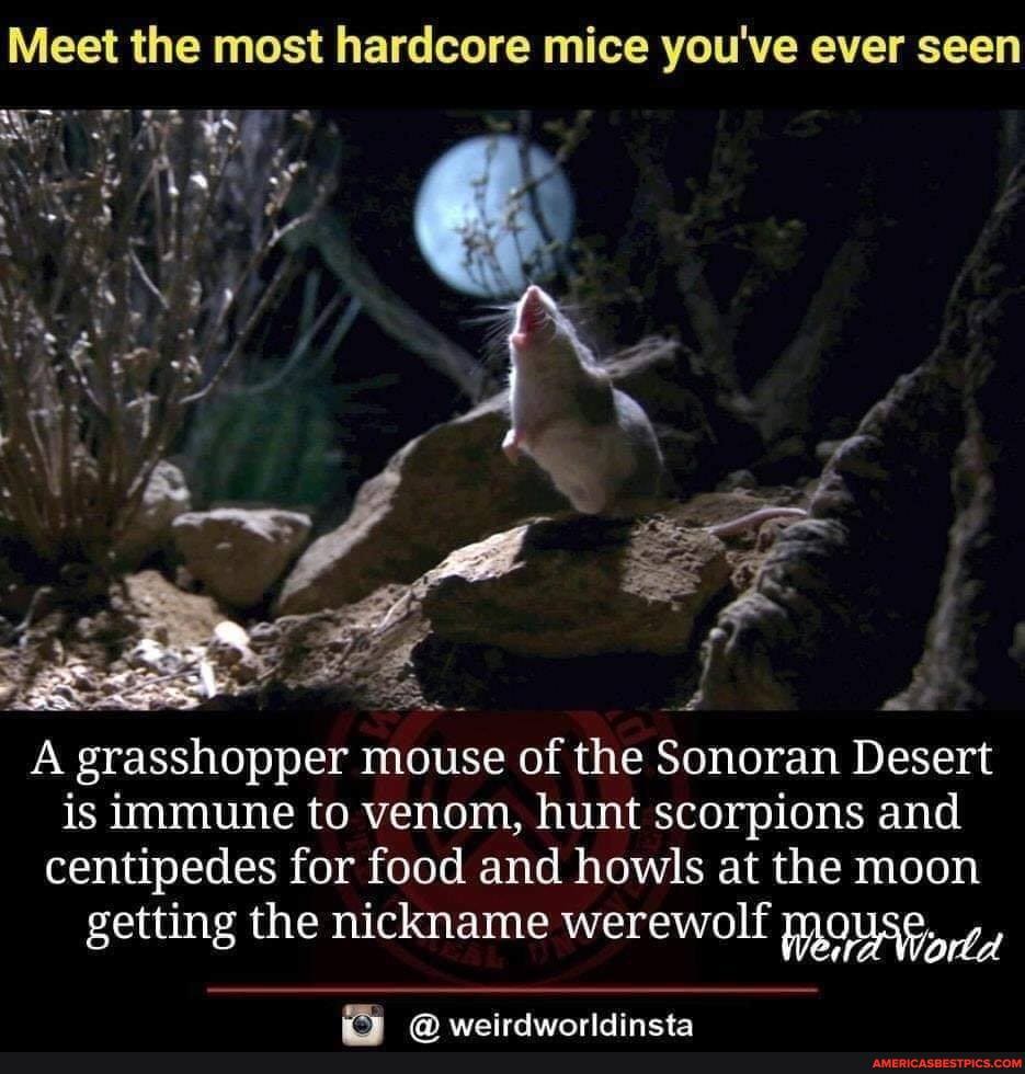 Meet the most hardcore mice you've ever seen
A grasshopper mouse of the Sonoran Desert is immune to venom, hunt scorpions and centipedes for food and howls at the moon
getting the nickname werewolf mousp,
wairetwinridinets