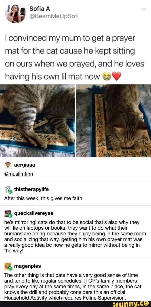 Cat Owners Get Their Cats Tiny Prayer Mats So They Too Could Address The  Holy - I Can Has Cheezburger?