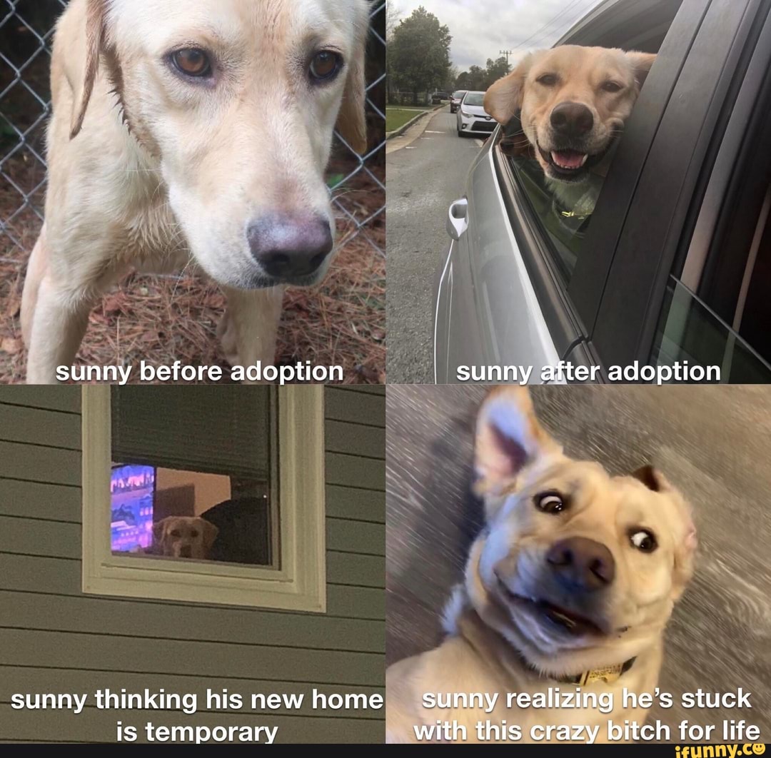sunny thinking his new home