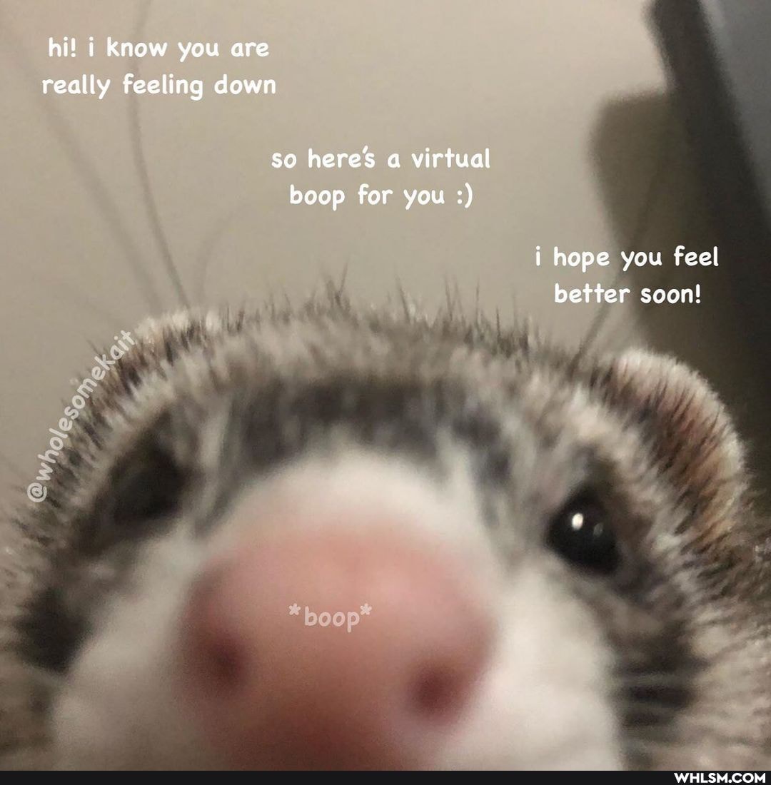 hi! i know you are really feeling down
so heres a virtual boop for you
i hope you feel better soon!