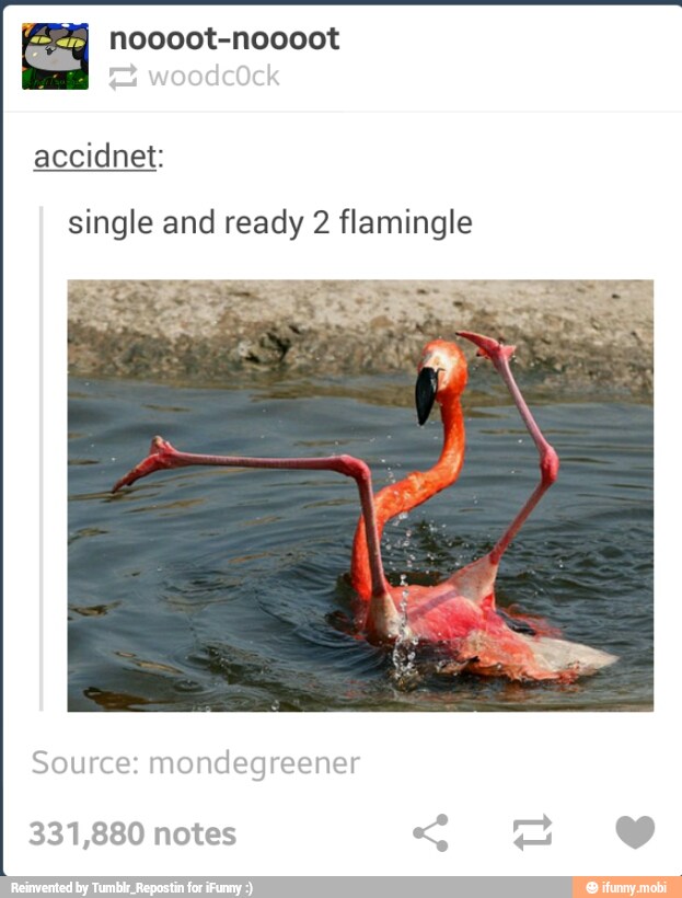 ea
accidnet:
single and ready 2 flamingle
Source: mondegreener