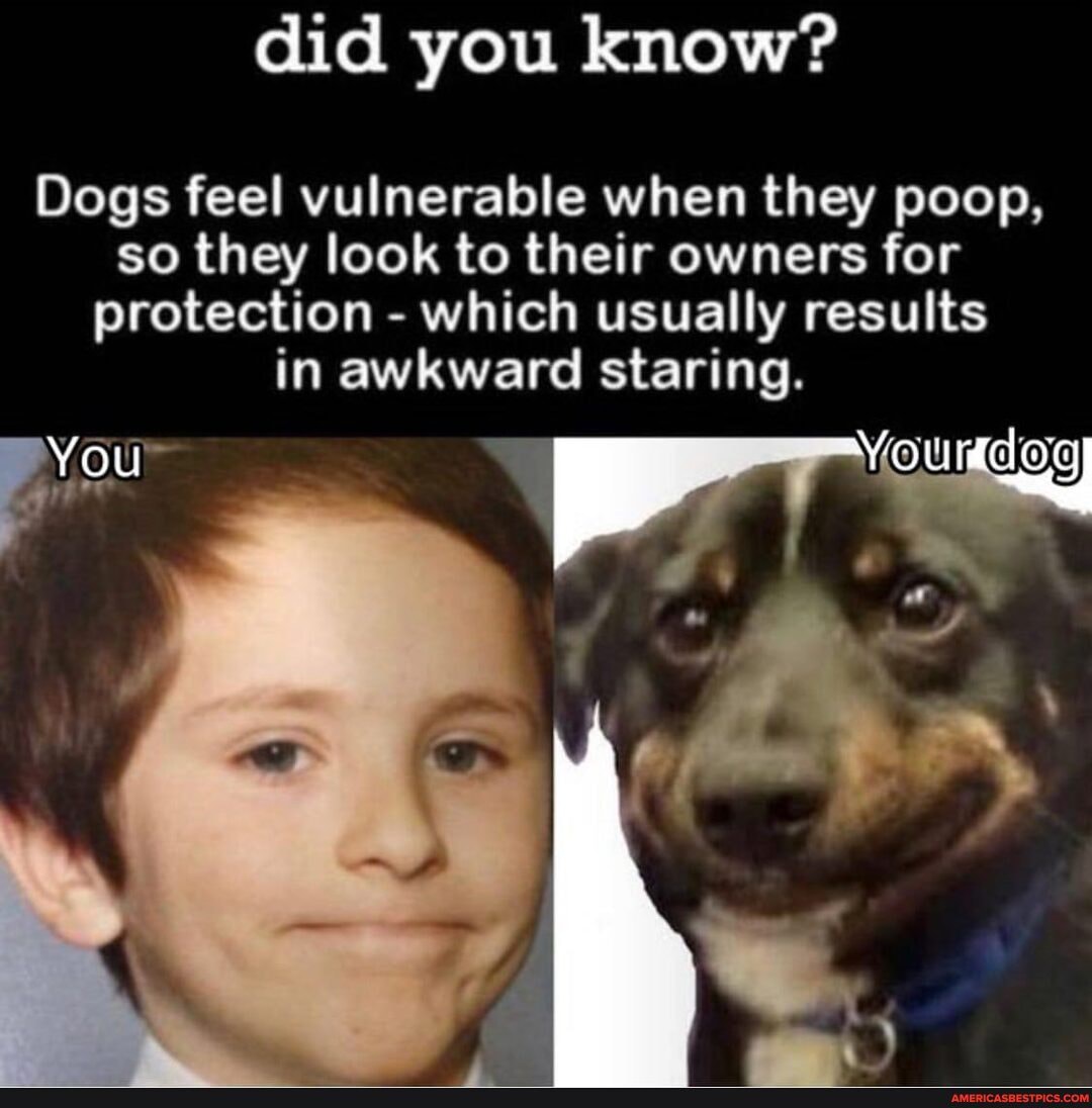 did-you-know-dogs-feel-vulnerable-when-they-poop-so-they-look-to