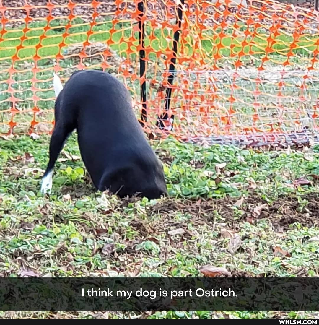 I think my dog is 'part ch.